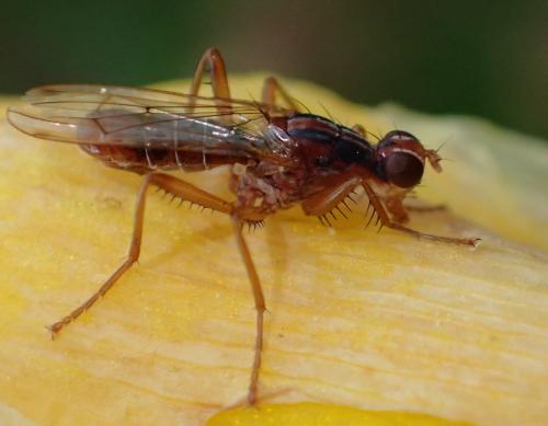 Norellia spinipes
